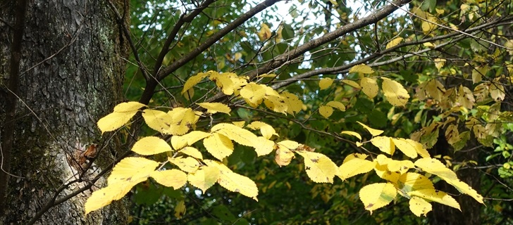 ハルニレの葉