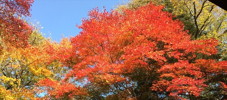 軽井沢のホテル鹿島ノ森の紅葉が見頃です
