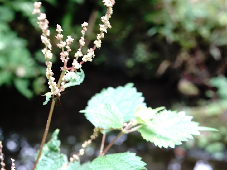 �N�T�R�A�J�\(�����Ԗ�)