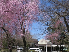 プリンスホテル 入口の枝垂れ桜