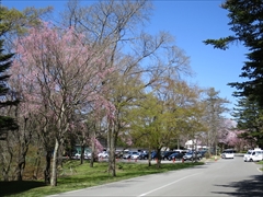 プリンスホテル 駐車場付近 桜