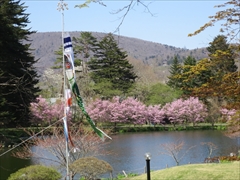 プリンスホテル 池の周りの桜