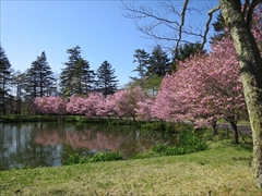 プリンスホテル 池の周りの桜