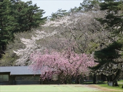 プリンスホテル 枝垂桜と山桜