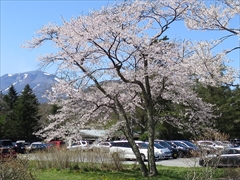 プリンスホテルから浅間山・桜