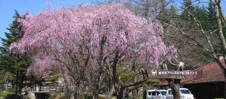 軽井沢 プリンスホテルウエストの枝垂れ桜が満開