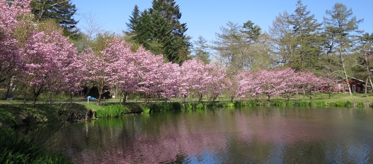 軽井沢 プリンスホテルウエスト 池の周りの桜並木が満開