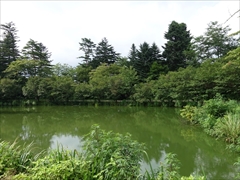 正面池のサトザクラ並木