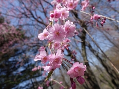 軽井沢 プリンスホテルウエスト 入口の枝垂れ桜 満開