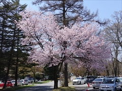 軽井沢 プリンスホテルウエスト 駐車場付近 桜 満開