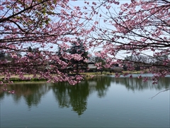 軽井沢 プリンスホテルウエスト 池の周りの桜 満開