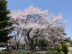 軽井沢 プリンスホテルウエスト テニスコート付近 桜 満開
