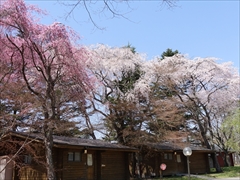 軽井沢 プリンスホテルウエスト コテージと満開の桜
