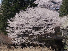 軽井沢 プリンスホテルウエスト コテージと満開の桜
