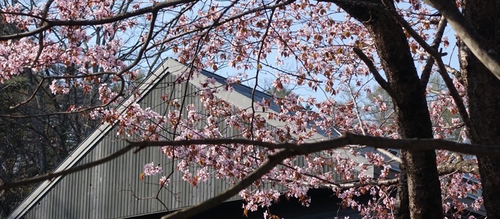 軽井沢 村民食堂の駐車場の桜が満開です 2018年4月22日