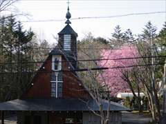 聖パウロカトリック教会 桜