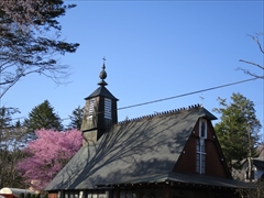 聖パウロカトリック教会 桜