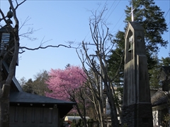 聖パウロカトリック教会 桜 軽井沢