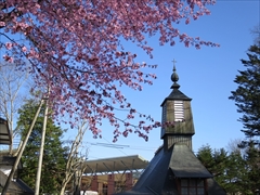 聖パウロカトリック教会 桜 軽井沢