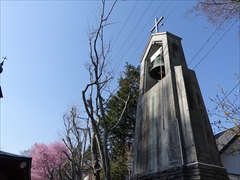 聖パウロカトリック教会 鐘と桜