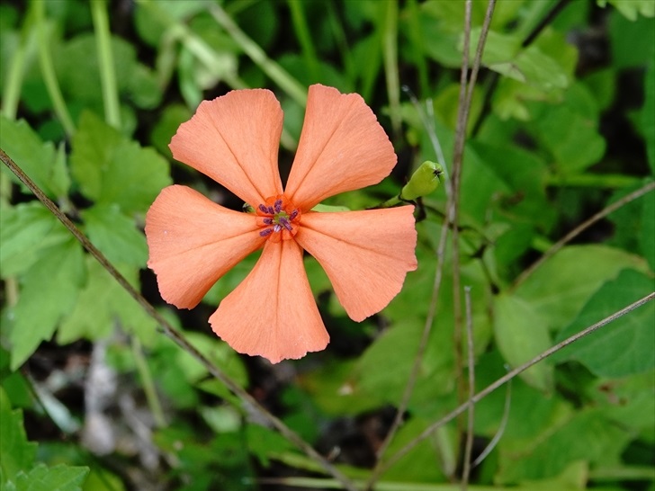 �t�V�O���Z���m�E(�ߍ��剥)