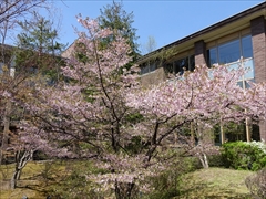 軽井沢 中庭 山桜