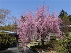 軽井沢 中庭 枝垂れ桜