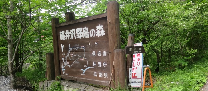 軽井沢野鳥の森が新緑に包まれています