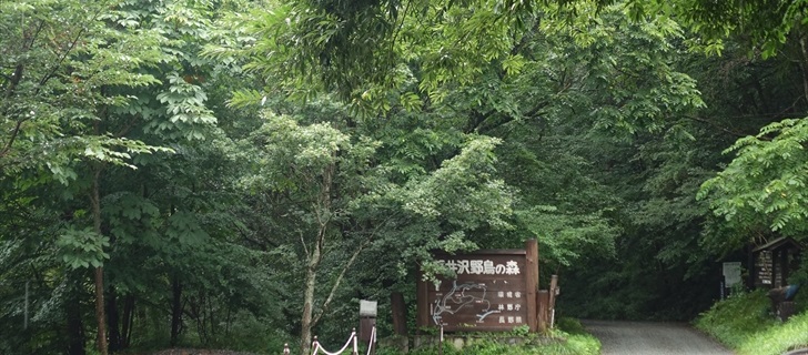 軽井沢の野鳥の森が夏の深い緑に包まれています