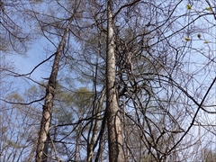 軽井沢 野鳥の森 山ブドウの蔓