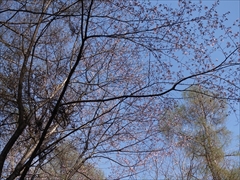 軽井沢 野鳥の森 山桜 満開