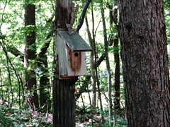 軽井沢 野鳥の森 シジュウカラ巣箱