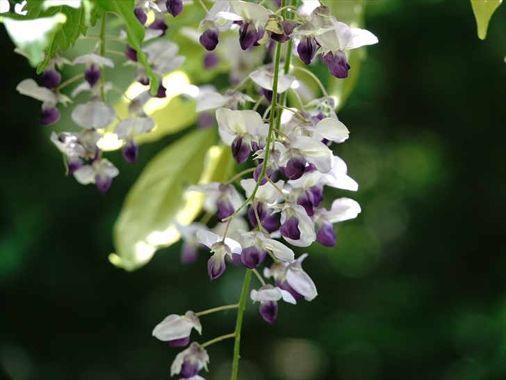 �t�W(��)�̉�