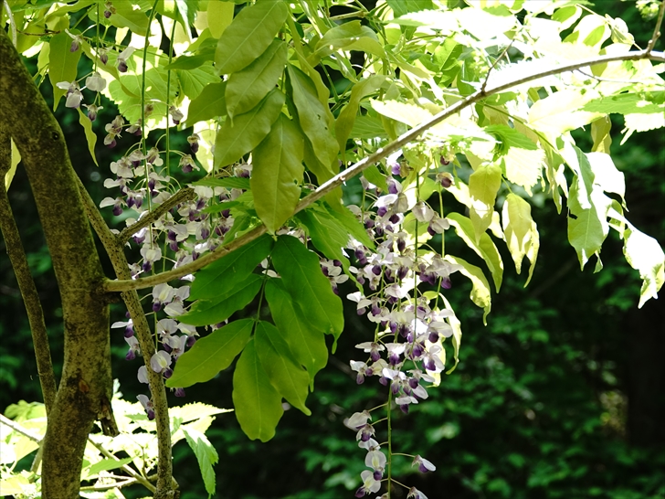 �t�W(��)�̉�