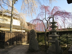 神宮寺境内 桜