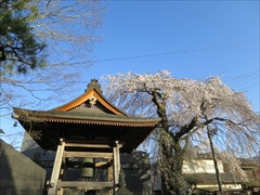 神宮寺の鐘 枝垂れ桜