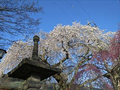 神宮寺 枝垂れ桜 満開