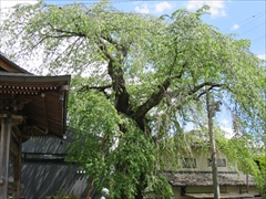 神宮寺の枝垂れ桜の新緑