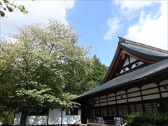 神宮寺本殿左側の山桜