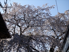 神宮寺入口 枝垂れ桜 満開