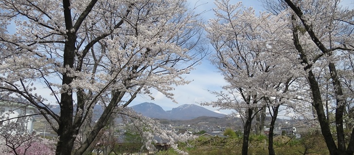 小諸城址 二の丸跡から桜と浅間山を望む