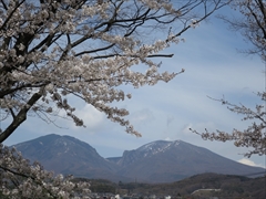 小諸城址 二の丸跡 桜と浅間山