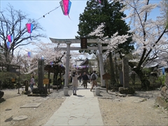 小諸城址 懐古神社 桜