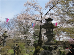 小諸城址 懐古神社 桜