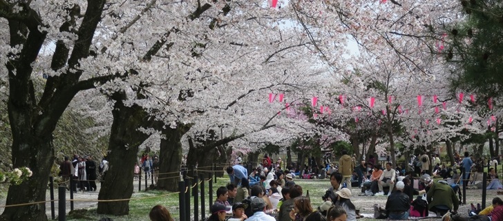 小諸城址 満開の桜の木に囲まれた馬場で宴会