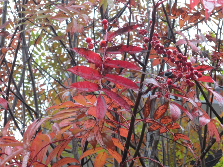 �i�i�J�}�h�g�t