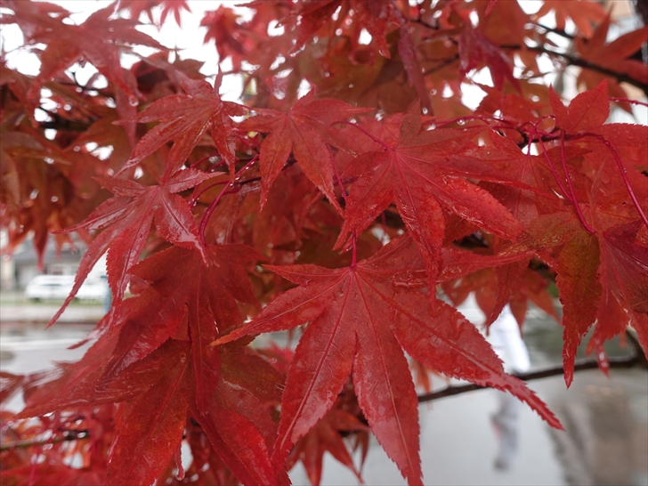 �y��� �g�t