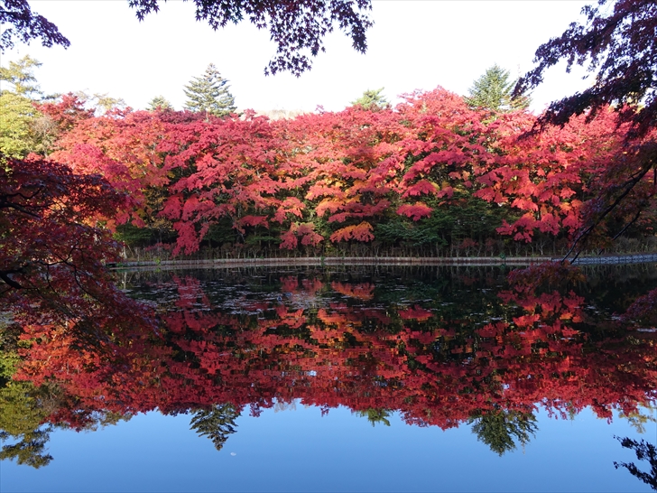 軽井沢 雲場池 池に映る紅葉が見事です 2018年10月28日