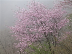 しげの屋 展望台 桜満開