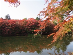 雲場池 紅葉